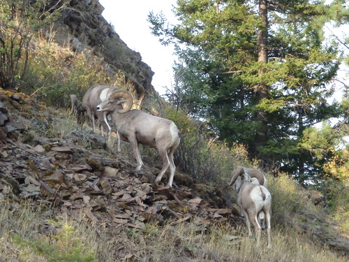 Rocky Mountain Bighorn Sheep.